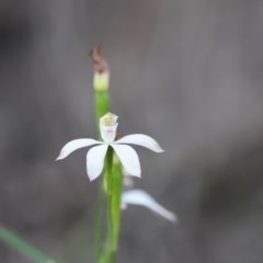 Caladenia moschata (Musky caps) at Wingecarribee Local Government Area - 15 Oct 2020 by pdmantis