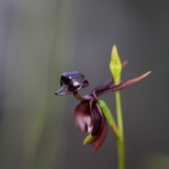 Caleana major (Large Duck Orchid) at Bowral, NSW - 15 Oct 2020 by pdmantis