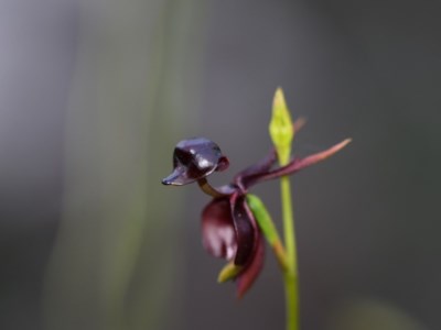 Caleana major (Large Duck Orchid) at Bowral - 15 Oct 2020 by pdmantis