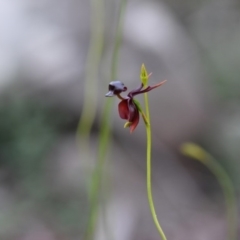 Caleana major at Bowral - 15 Oct 2020