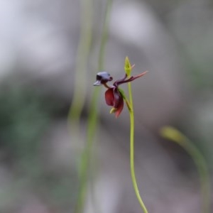 Caleana major at Bowral - suppressed