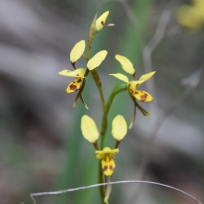 Diuris sulphurea (Tiger Orchid) at Wingecarribee Local Government Area - 15 Oct 2020 by pdmantis