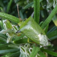 Vitellus sp. (genus) (Spined shield bug) at Kambah, ACT - 15 Oct 2020 by HarveyPerkins