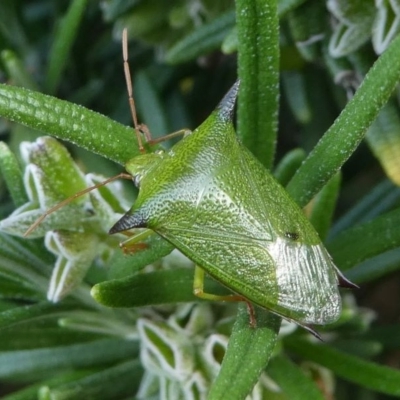 Vitellus sp. (genus) (Spined shield bug) at Kambah, ACT - 15 Oct 2020 by HarveyPerkins