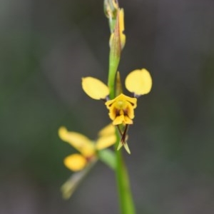 Diuris sulphurea at Bowral - 15 Oct 2020