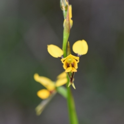 Diuris sulphurea (Tiger Orchid) at Wingecarribee Local Government Area - 15 Oct 2020 by pdmantis