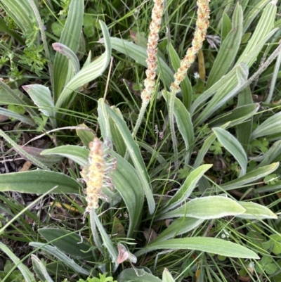 Plantago varia (Native Plaintain) at Googong, NSW - 15 Oct 2020 by Wandiyali