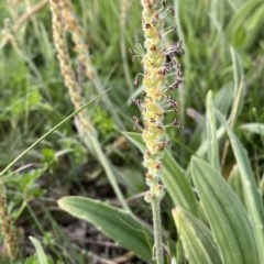 Plantago varia at Googong, NSW - 15 Oct 2020