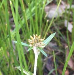 Euchiton involucratus (Star Cudweed) at Mount Ainslie - 15 Oct 2020 by JaneR