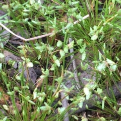 Isolepis levynsiana (Tiny Flat-sedge) at Mount Ainslie - 15 Oct 2020 by JaneR