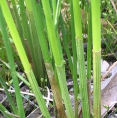 Eleocharis acuta (Common Spike-rush) at Mount Ainslie - 15 Oct 2020 by JaneR