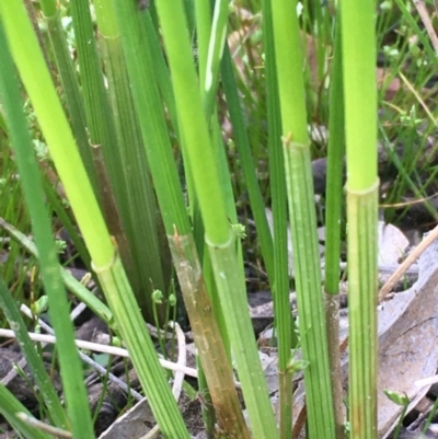 Eleocharis acuta (Common Spike-rush) at Mount Ainslie - 15 Oct 2020 by JaneR