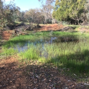 Eleocharis acuta at Majura, ACT - 15 Oct 2020