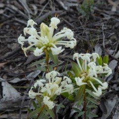 Pimelea linifolia subsp. caesia (Slender Rice Flower) at Yass River, NSW - 13 Oct 2020 by SenexRugosus