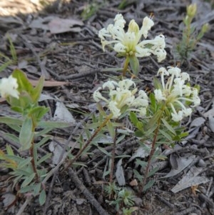 Pimelea linifolia subsp. caesia at Yass River, NSW - 13 Oct 2020