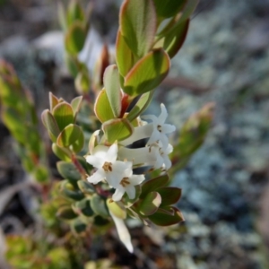 Brachyloma daphnoides at Yass River, NSW - 13 Oct 2020