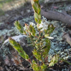 Brachyloma daphnoides at Yass River, NSW - 13 Oct 2020