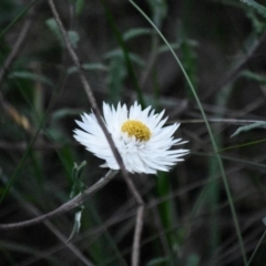 Helichrysum leucopsideum (Satin Everlasting) at Bowral, NSW - 15 Oct 2020 by pdmantis