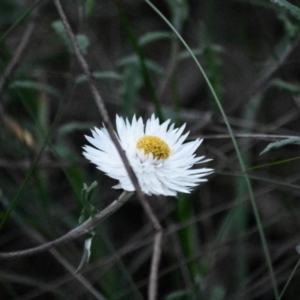 Helichrysum leucopsideum at Mittagong - 15 Oct 2020