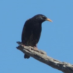 Sturnus vulgaris (Common Starling) at Gordon, ACT - 14 Sep 2020 by michaelb