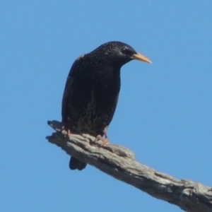 Sturnus vulgaris at Gordon, ACT - 14 Sep 2020 12:58 PM