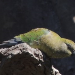 Psephotus haematonotus (Red-rumped Parrot) at Gordon, ACT - 14 Sep 2020 by MichaelBedingfield