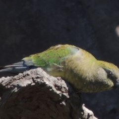 Psephotus haematonotus (Red-rumped Parrot) at Gordon, ACT - 14 Sep 2020 by michaelb
