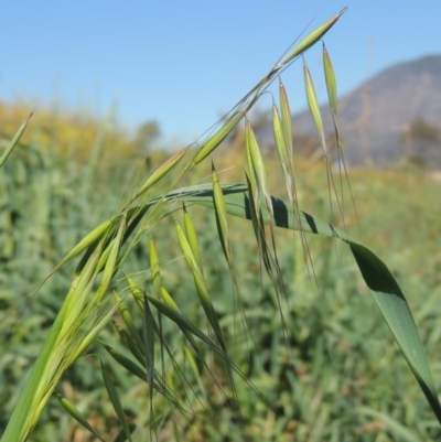 Avena sp. (Wild Oats) at Gordon, ACT - 14 Sep 2020 by michaelb