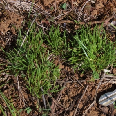 Isoetopsis graminifolia (Grass Cushion Daisy) at Harrison, ACT - 15 Oct 2020 by AndyRoo