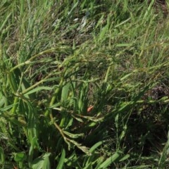 Rumex dumosus (Wiry Dock) at Harrison, ACT - 15 Oct 2020 by AndyRoo