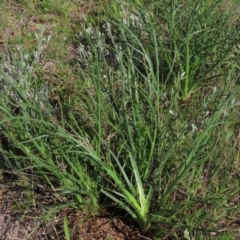 Eryngium ovinum (Blue Devil) at Budjan Galindji (Franklin Grassland) Reserve - 15 Oct 2020 by AndrewZelnik