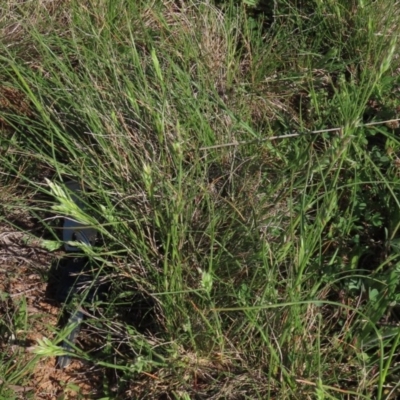 Rytidosperma carphoides (Short Wallaby Grass) at Budjan Galindji (Franklin Grassland) Reserve - 15 Oct 2020 by AndrewZelnik