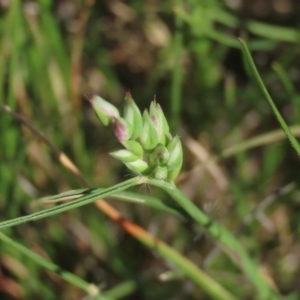 Rytidosperma carphoides at Harrison, ACT - 15 Oct 2020