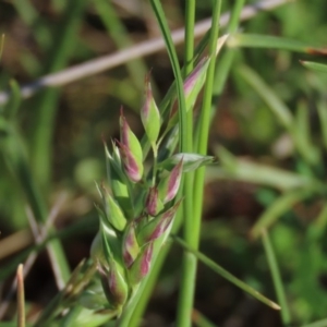 Rytidosperma carphoides at Harrison, ACT - 15 Oct 2020