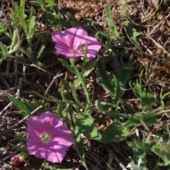 Convolvulus angustissimus subsp. angustissimus (Australian Bindweed) at Harrison, ACT - 15 Oct 2020 by AndyRoo