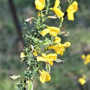 Genista monspessulana at Bellawongarah, NSW - 15 Oct 2020