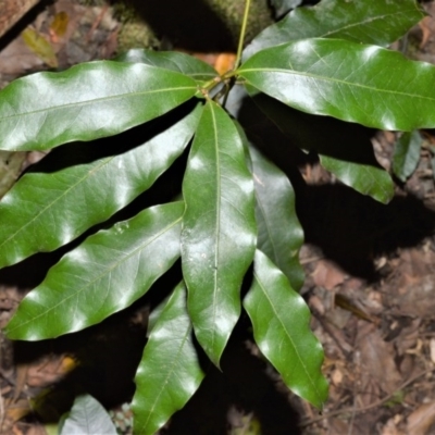 Cinnamomum oliveri (Oliver's Sassafras) at Bellawongarah, NSW - 15 Oct 2020 by plants