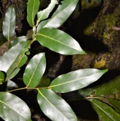 Cryptocarya microneura (Murrogun) at Cambewarra Range Nature Reserve - 15 Oct 2020 by plants