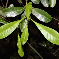 Acronychia oblongifolia (White Aspen, Yellow Wood) at Bellawongarah, NSW - 15 Oct 2020 by plants