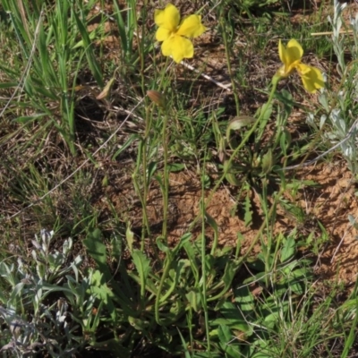 Goodenia pinnatifida (Scrambled Eggs) at Harrison, ACT - 15 Oct 2020 by AndrewZelnik