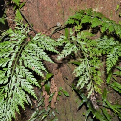 Asplenium gracillimum (Mother Spleenwort) at Cambewarra Range Nature Reserve - 15 Oct 2020 by plants