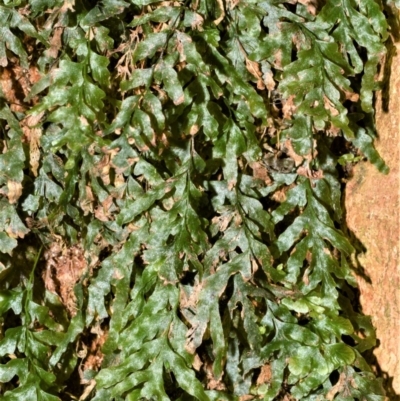 Polyphlebium venosum (Veined Bristle-fern) at Bellawongarah, NSW - 15 Oct 2020 by plants