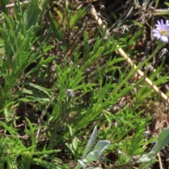 Vittadinia muelleri (Narrow-leafed New Holland Daisy) at Harrison, ACT - 15 Oct 2020 by AndyRoo