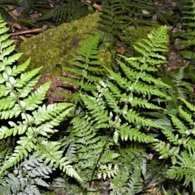 Lastreopsis acuminata (Shiny Shield Fern) at Cambewarra Range Nature Reserve - 15 Oct 2020 by plants