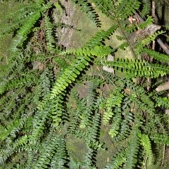 Arthropteris beckleri (Hairy Climbing Fishbone Fern) at Cambewarra Range Nature Reserve - 15 Oct 2020 by plants