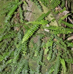 Arthropteris beckleri at Bellawongarah, NSW - 15 Oct 2020