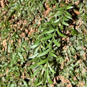 Tmesipteris parva at Bellawongarah, NSW - 15 Oct 2020