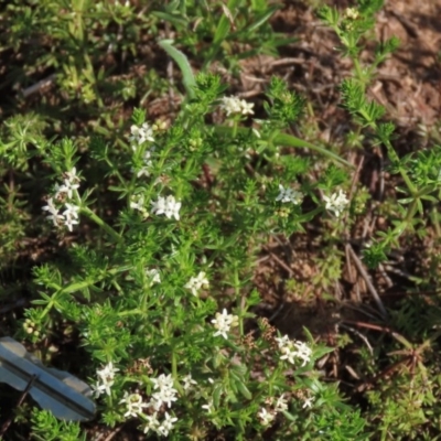 Asperula conferta (Common Woodruff) at Harrison, ACT - 15 Oct 2020 by AndyRoo