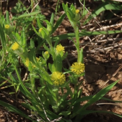 Triptilodiscus pygmaeus (Annual Daisy) at Budjan Galindji (Franklin Grassland) Reserve - 15 Oct 2020 by AndrewZelnik