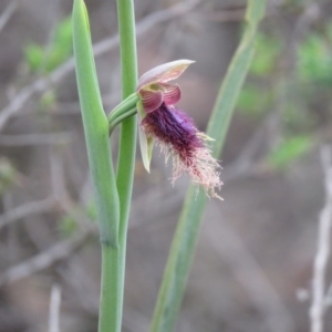 Calochilus platychilus at Denman Prospect, ACT - suppressed